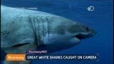 Shark Week’s High-Tech Underwater Camera