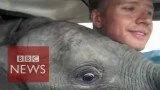 Baby elephant that ‘flew’ – BBC News